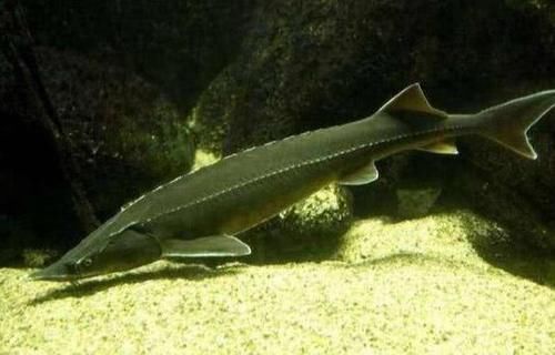  「中华鲟」这种鱼又称“长江鱼王”，如今长江中已看不见，近日