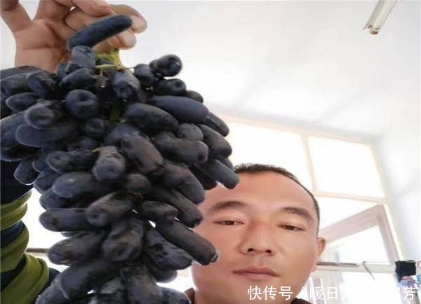 此树热不死，浇水就疯长，阳台种2棵，明年结果拖拉机运不完