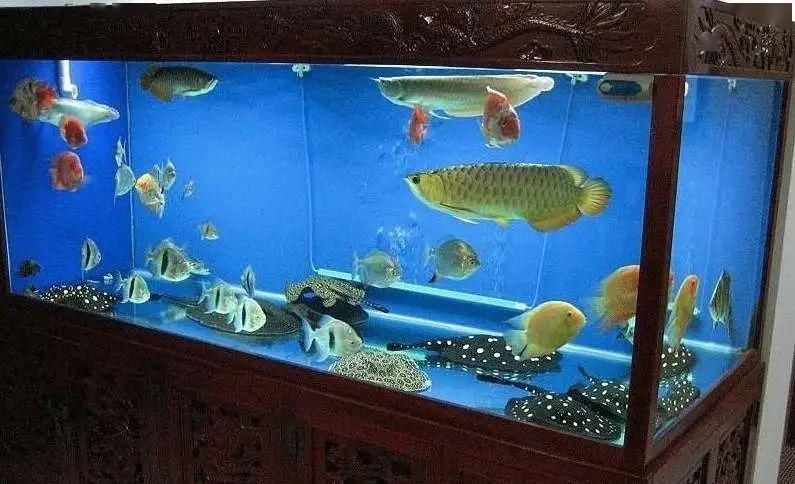  鱼缸■五一小长假外出不在家？这份假期养鱼攻略送你…