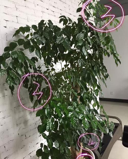  [煤污病]幸福树容易掉叶子，叶片有很多白色小颗粒，幸福树怎么养护