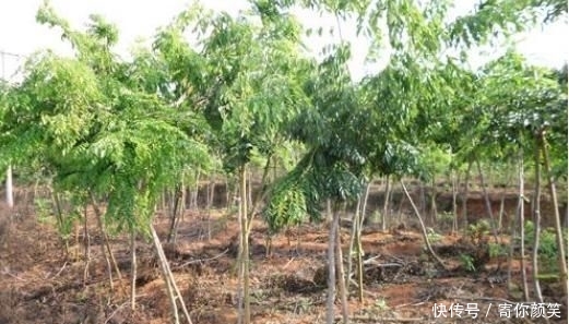  暗香■农村1“柴火”，能替代“紫檀”，木质密集、有暗香，很是