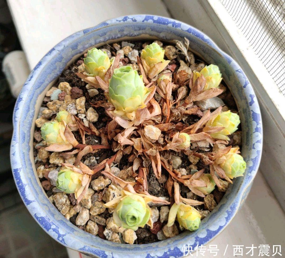 夏季|谁说夏季多肉必丑?这几种多肉夏季“叛逆”,状态反而越更漂亮!