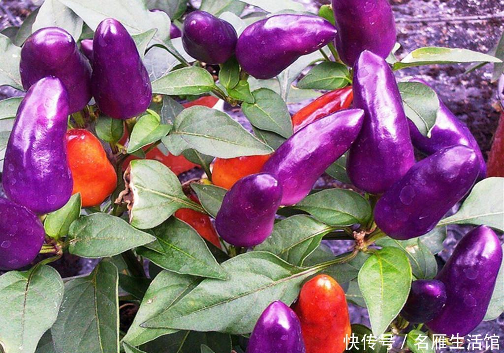 『紫叶生菜』阳台种菜不容错过的6种蔬菜,颜值超高,每一种都很值得种