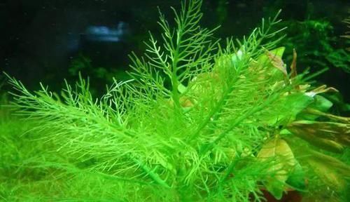  一大■比铜钱草好看的花，7天爆满一大缸，多到家里堆不下