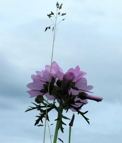 『花语』紫罗花开香淡淡,不与它花比妖艳,一任花开又自凋,端庄朴素送人间。