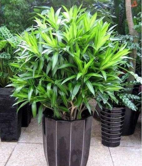  「地方」家里采光不好，角角落落，养4种耐阴花，照样砰砰爆盆