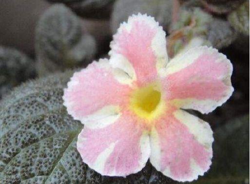 「粉嫩」喜欢玫瑰,不如养盆“精品荷花”凤凰翎,花开层层叠叠,粉嫩娇羞
