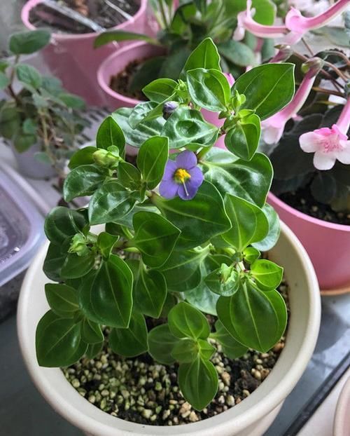  『花儿』喜欢菊花，首选“珍贵名菊”红衣金钩，似凌波仙子，妖娆动人