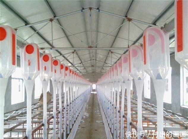  【养猪场】建造一座能养500～1000头猪的养猪场需要多少成本？