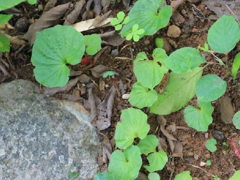 『草丛』一植物,长在野外草丛,殊不知价值奇高,你认识吗?