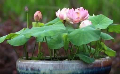  「植物」夏天养这几款花，沾土就活，开花一簇一簇，阳台美成“大观园”