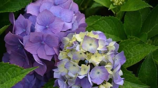 『栀子的花蕾』这几种花春天别乱剪,手太勤快了,反而春天不开花!