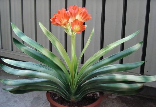  [迎接]家中养观赏花，不妨养盆“好运”花，新的一年迎接好运，万事兴旺