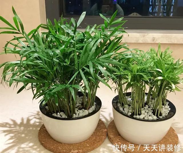  [图片作者]15种超级好养的花，不死鸟居然不是第一，“养花杀手”们试一试吧