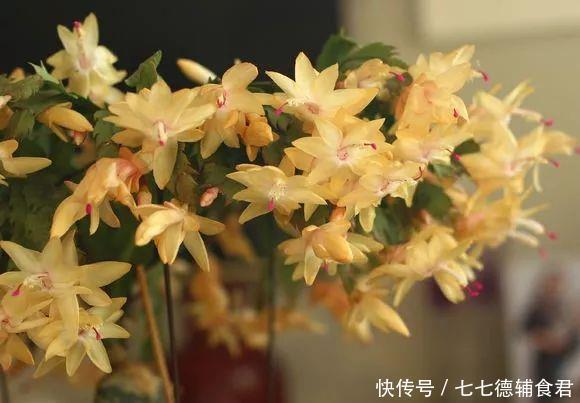  [冬季室内]离过年只剩十几天，这15种花年味十足，再不准备就迟了
