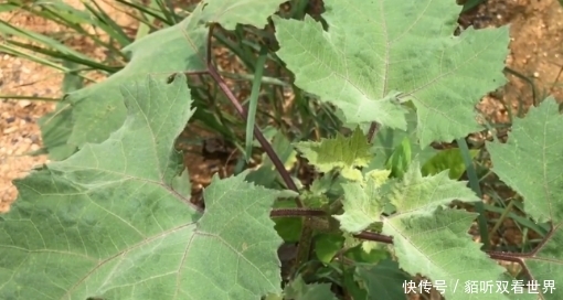  [这一种]农村常见的“耳朵草”过去农民当害草，市面卖50元一斤