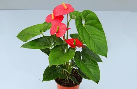 『开花』不会养花?这5种受欢迎的花卉,好养易爆盆,阳台轻松变“花海”