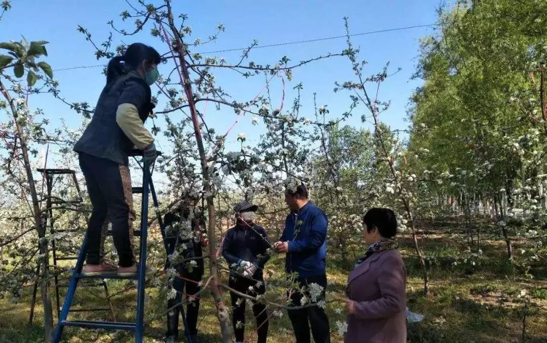  『花期』果树花期八疏八留要牢记,长成好果不用愁!