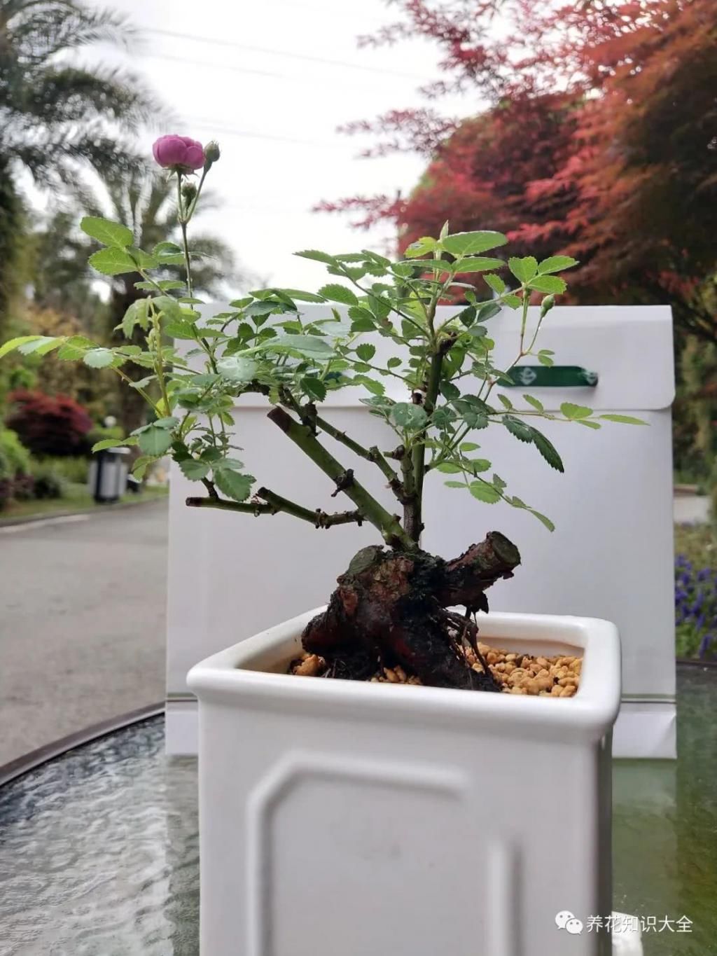  月季■少有人养过的月季老桩盆景，价格居然比普通月季贵几十倍！