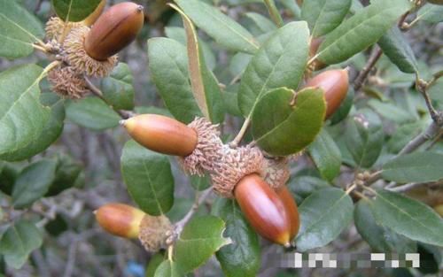  #橡子#儿时用“它”当玩具，如今价值极高，40元一斤，你们认识