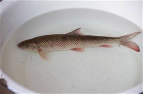 一个不起眼的小山洞，每年随水流出数千斤鱼，专家称这种鱼不能吃