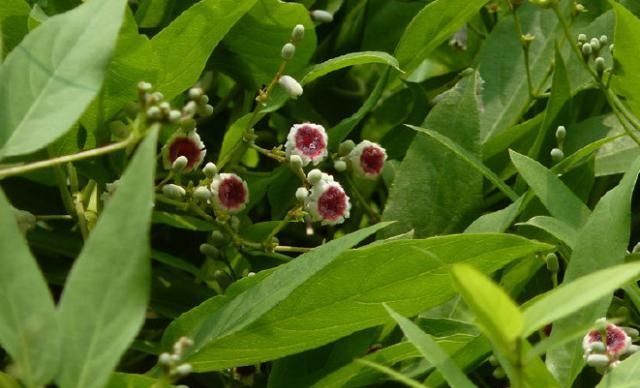 「花型」你小时候可能割过的鸡屎藤,碾碎后有臭味能喂猪,但花型格外美丽