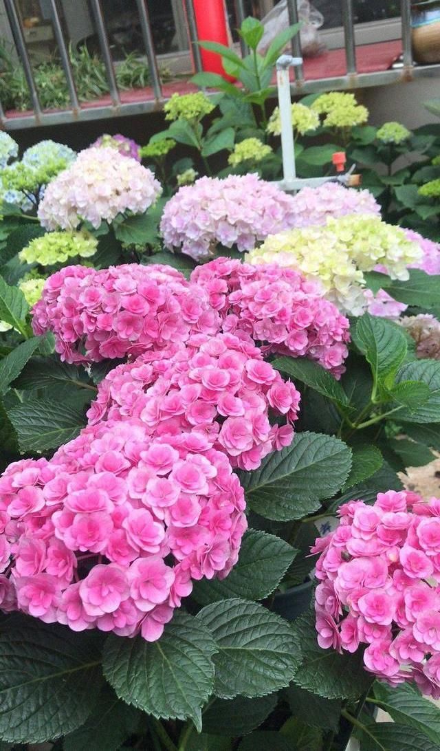 【花养】花养不活,多数浇水导致,3个“基本点”做好了,花数量翻2倍