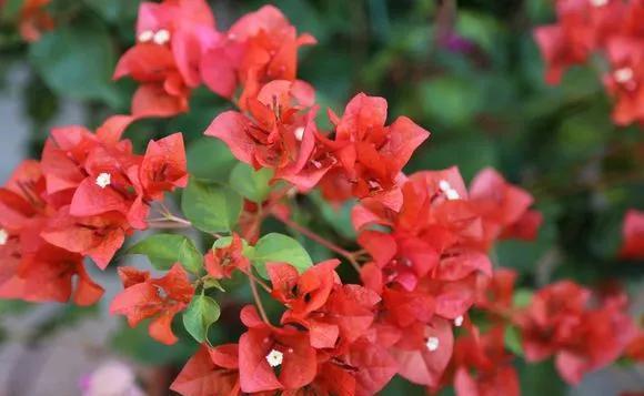  『长春花』6种花喜欢晒太阳，越晒花越多，一开200天不歇气！