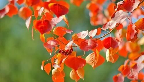 『常见』30种 · 野外常见植物,你叫啥?