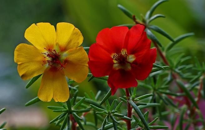 『菊花中』?此4种花开美艳动人,高温也开爆盆,花色艳丽