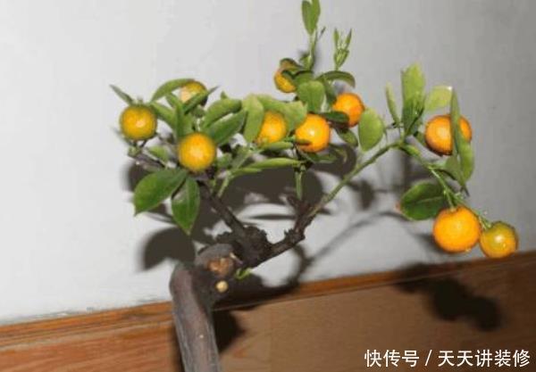  『家里』别在家里乱养花！这4种花“旺财镇宅又养人”，尤其是第三种！