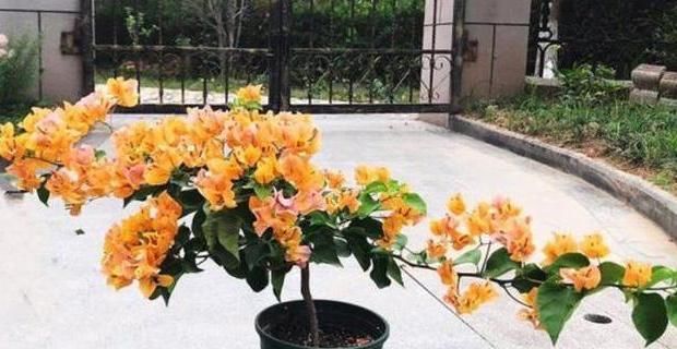 『根部吸收』夏季赏花选三角梅，管理掌握5个小技巧，盆盆月月花开不停