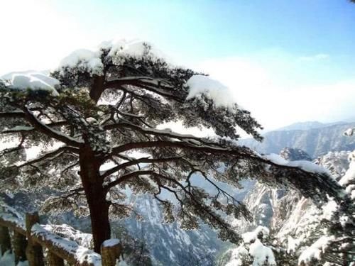 大雪过后的黄山，美景迭出