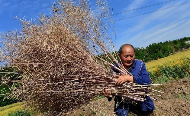  三农@今天的农村，谁在种地？今后的农村，谁来种地？这就是现实