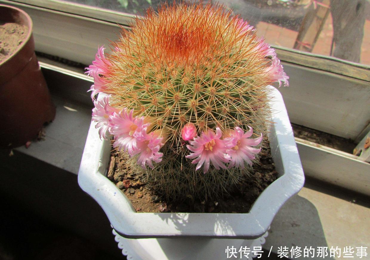  「呼呼」把仙人球扔水里，呼呼长得更肥美，光是赏根就看呆了！