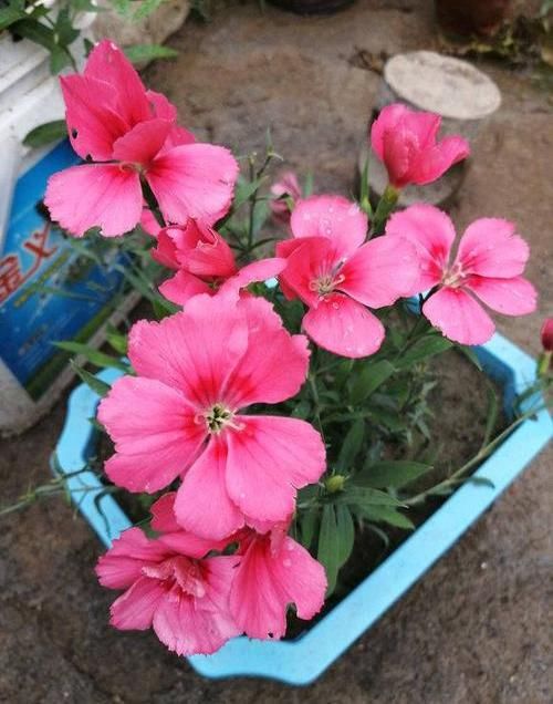  「花芽分化」石竹花养护技巧，放在阳台上，花芽分化极强，开满盆很轻松