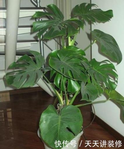  #能力#公认的这“4种”植物，吸甲醛能力超强，养得越多，身体越健康！