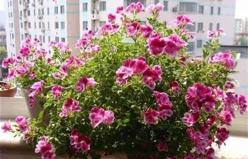  扦插■这些花趁现在“赶紧”扦插，生根快，俩月就开花，容易开成大花球