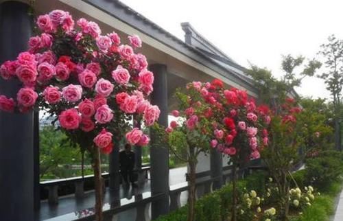  [长达]此植物，俗称“花中皇后”，花期长达200天，院内种2棵，常年赏花