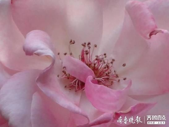 『月季』多姿多彩的花中皇后——月季