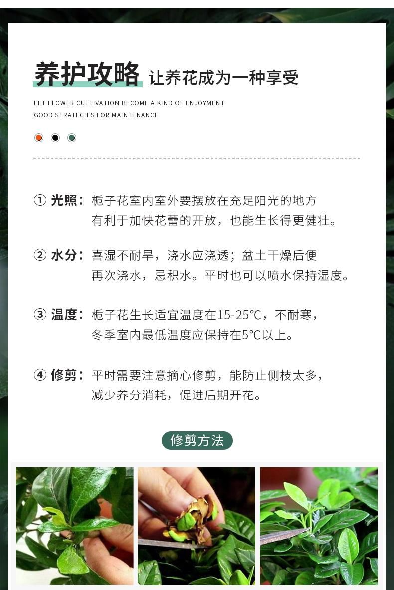  栀子花@栀子花开满枝，枝繁叶茂的几种浇水方法