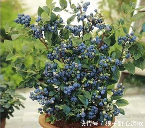『蓝莓』阳台种蓝莓,几个小绝招,一串花一串果,一盆一百多