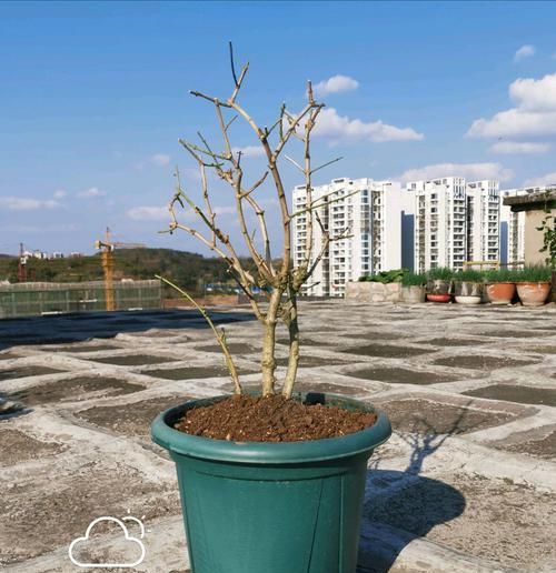  「盆以后」实例分享茉莉花的翻盆过程，照着做保证茉莉花服盆快，有图有真相
