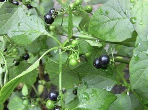  碰到■在山坡、草地上，1种野草根茎珍贵，人称“小根蒜”，碰到别乱挖