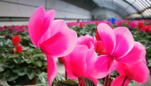 『大岩桐浇水』这几种花冬天叶面不能喷水,烂根枯叶整盆光,不可能开花