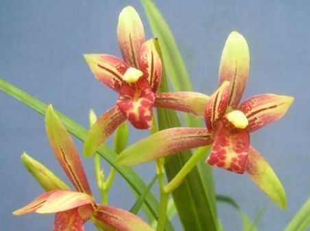  『热越』适合夏天养的几朵花，在家养一朵，花香飘满屋，越热越容易疯长