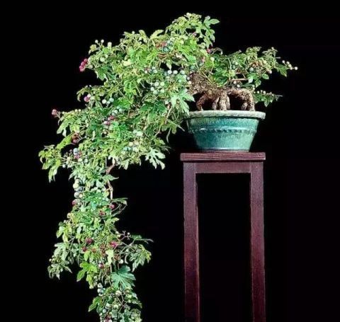 一组悬崖盆景佳作欣赏 可上九天揽月 可下五洋捉鳖