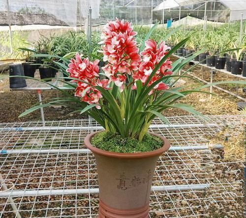 盆栽■盆栽红贵妃，花中香祖，红杆红花红遍天，四季开花，花量大易养活