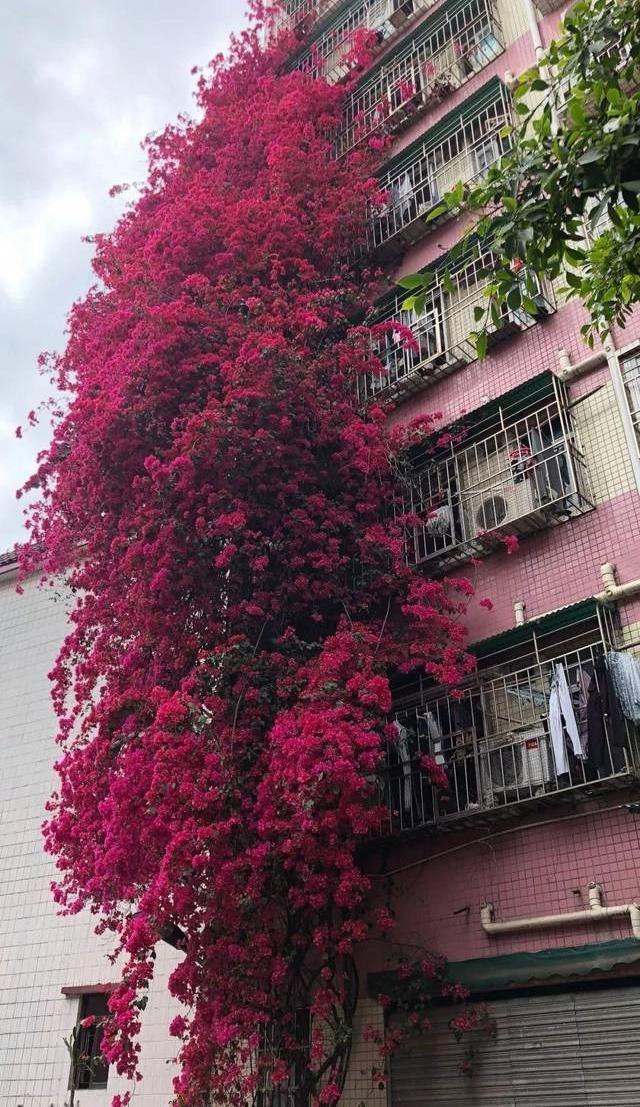 「春天」春天种花，选这2种“爬藤花卉”，能爬7层楼高，开出“大花墙”