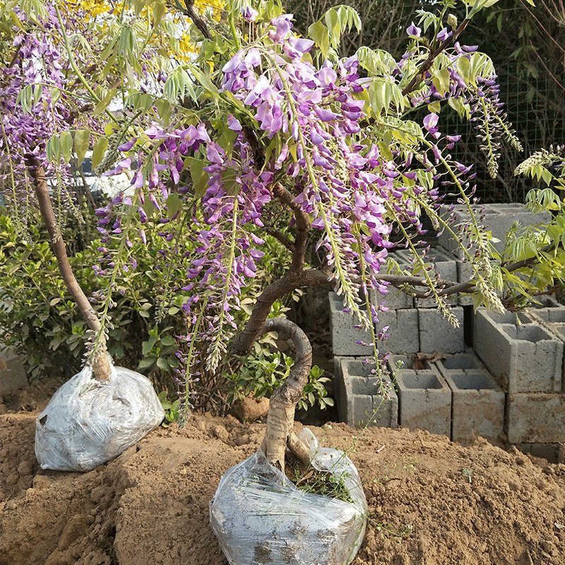  『植物』老公很懂花草，在院子里种上些植物后，每到花季都有人观赏拍照